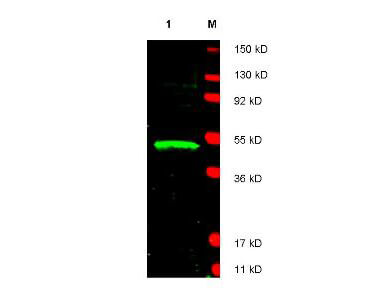 a01977 ldb1 primary antibodies wb testing 1_1