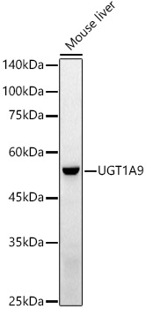 a01979 ugt1a9 primary antiboties wb testing 1