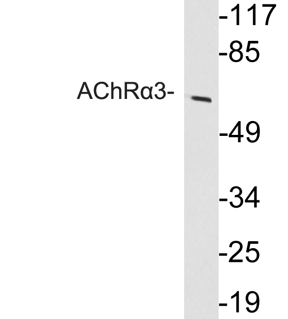 a01981 chrna3 primary antibodies wb testing 1
