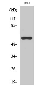 a01981 chrna3 primary antibodies wb testing 2