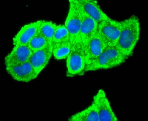 a01982 1 prdx2 primary antiboties icc testing 2