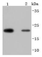 a01982 1 prdx2 primary antiboties wb testing 1