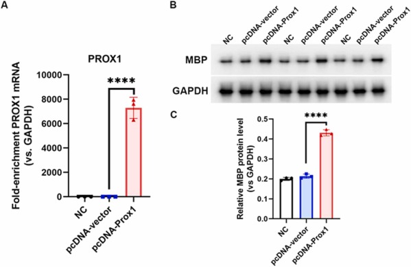 MBP protein level was significantly increased by PROX1 overexpression