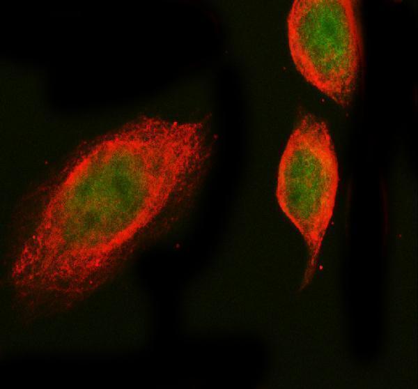 a01985 1 prox1 primary antibodies if testing 1