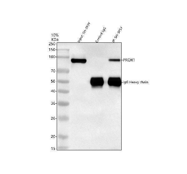 a01985 1 prox1 primary antibodies ip testing 1
