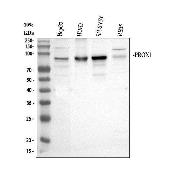 a01985 1 prox1 primary antibodies wb testing 1_1