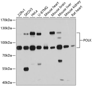 Western blot analysis of extracts of various cell lines, using POLK antibody  at 1:1000 dilution