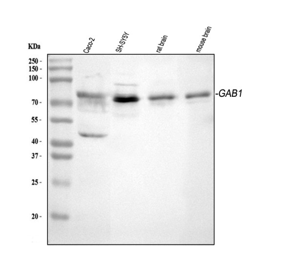 a01989 1 gab1 primary antibodies wb testing 1