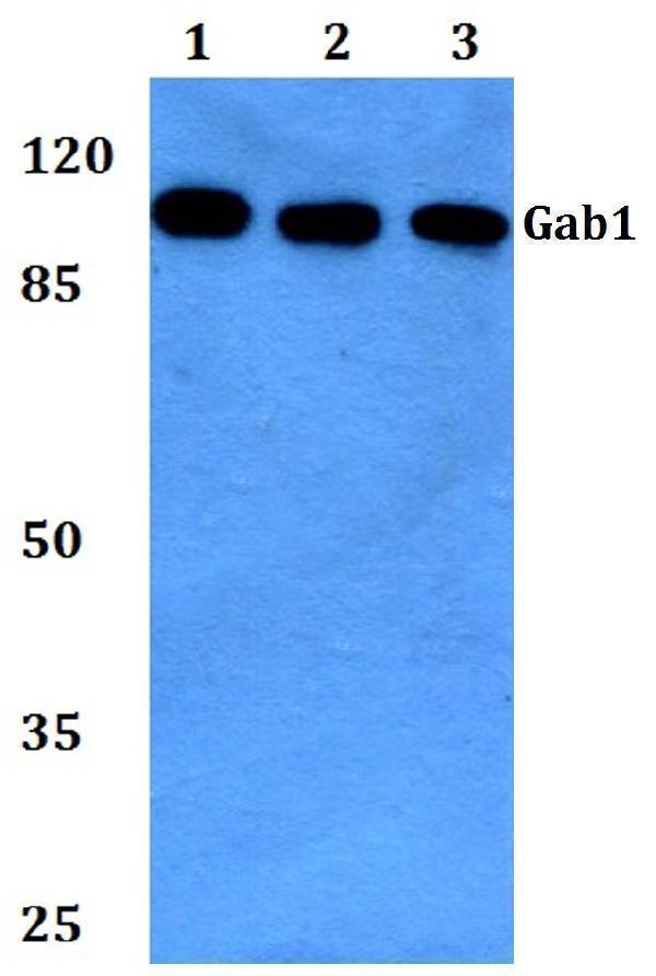 a01989 2 gab1 primary antiboties wb testing 1