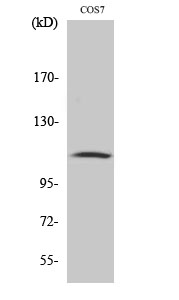 a01989y627 1 gab1 primary antibodies wb testing 2