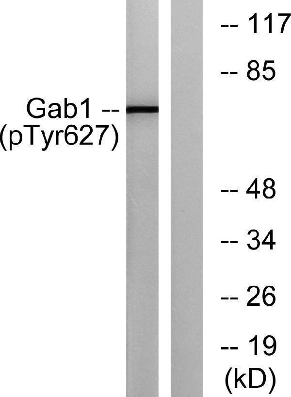 a01989y627 1 gab1 primary antibodies wb testing 3