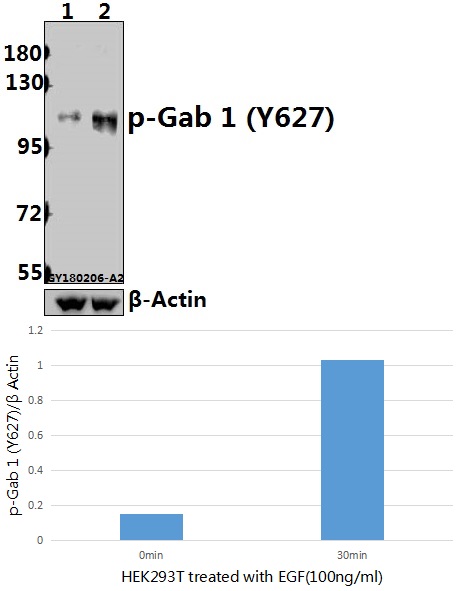 a01989y627 gab1 primary antiboties wb testing 1