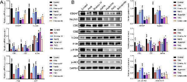 a01991 fphar 15 1447249 g008