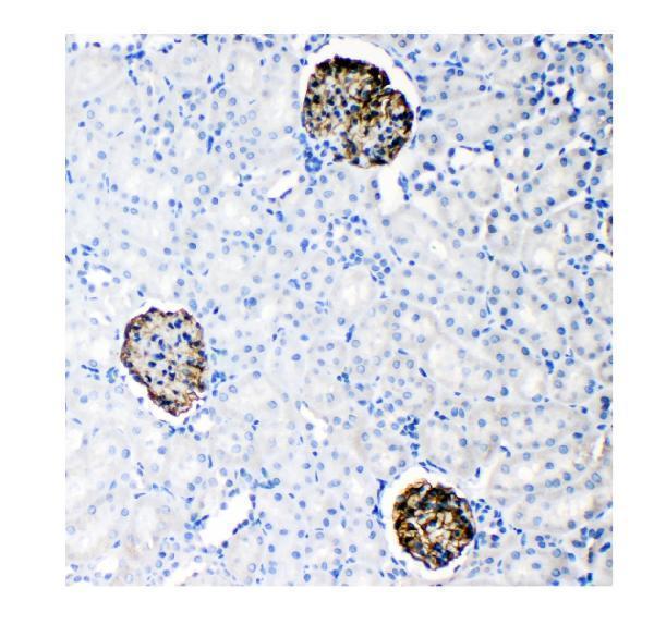 a01991 nephrin primary antibodies ihc testing 3
