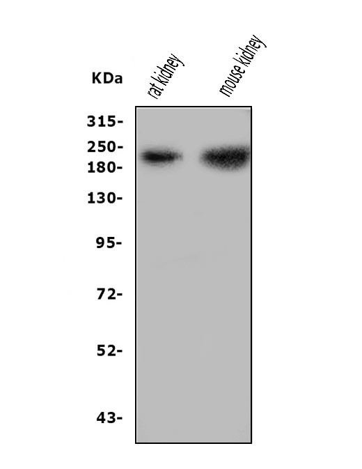 a01991 nephrin primary antibodies wb testing 1