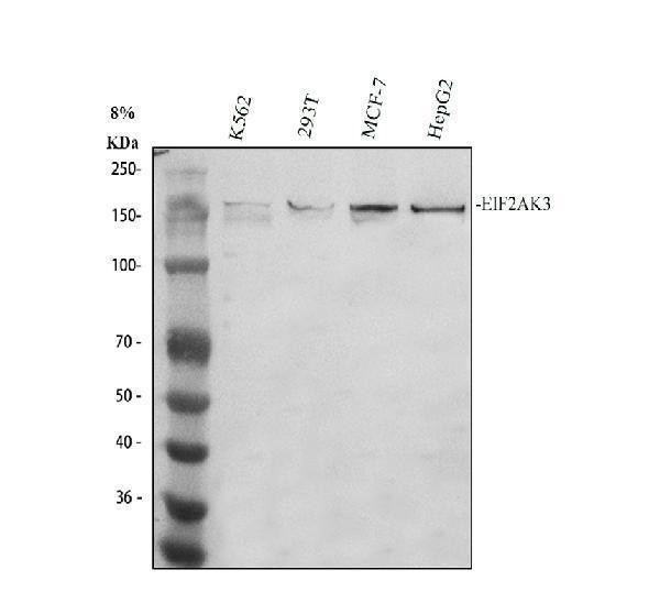 a01992 2 eif2ak3 primary antibodies wb testing 1