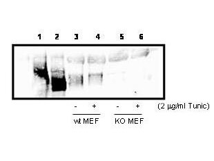 Western blot analysis using Boster Immunochemical