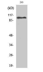 Western Blot analysis of 293 cells using ERCC4 Polyclonal Antibody cells nucleus extracted by Minute TM Cytoplasmic and Nuclear Fractionation kit 