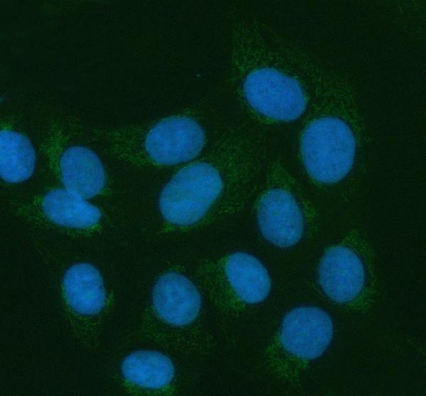  IF analysis of ATL1 using anti-ATL1 antibody (A01994-2)