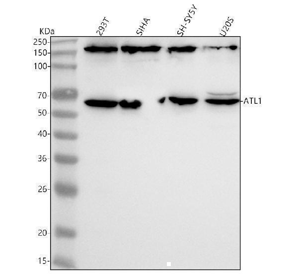 Western blot analysis of ATL1 using anti-ATL1 antibody (A01994-2)