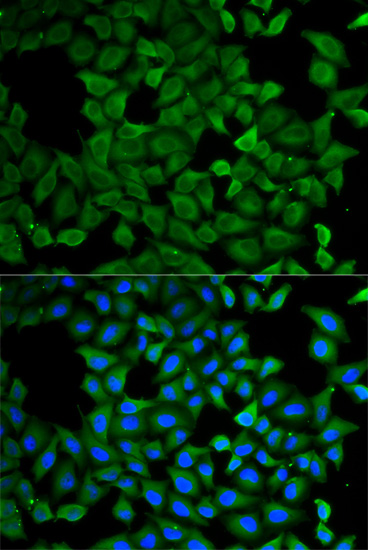 Immunofluorescence analysis of A549 cells, using ATL1 polyclonal antibody