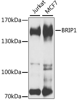 Western blot analysis of extracts of various cell lines, using BRIP1 antibody  at 1:1000 dilution