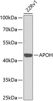 Western blot analysis of extracts of 22Rv1 cells, using APOH antibody  at 1:1000 dilution