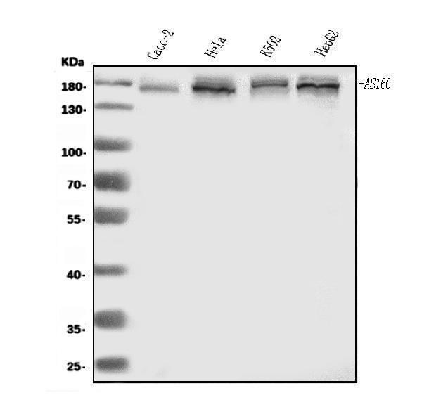 a02004 3 tbc1d4 primary antibodies wb testing 1