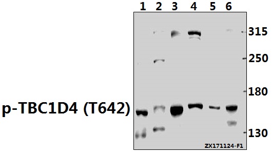 a02004t642 tbc1d4 primary antiboties wb testing 1