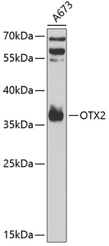 a02006 otx2 primary antiboties wb testing 1