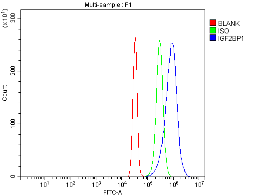 a02007 2 igf2bp1 primary antibodies fcm testing 2