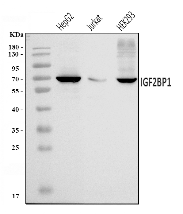 a02007 2 igf2bp1 primary antibodies wb testing 1