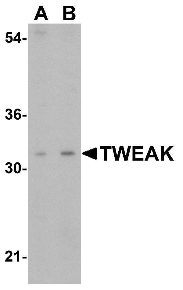 Western Blot Validation in HeLa Cell Lysate
Loading: 15 μg of lysates per lane