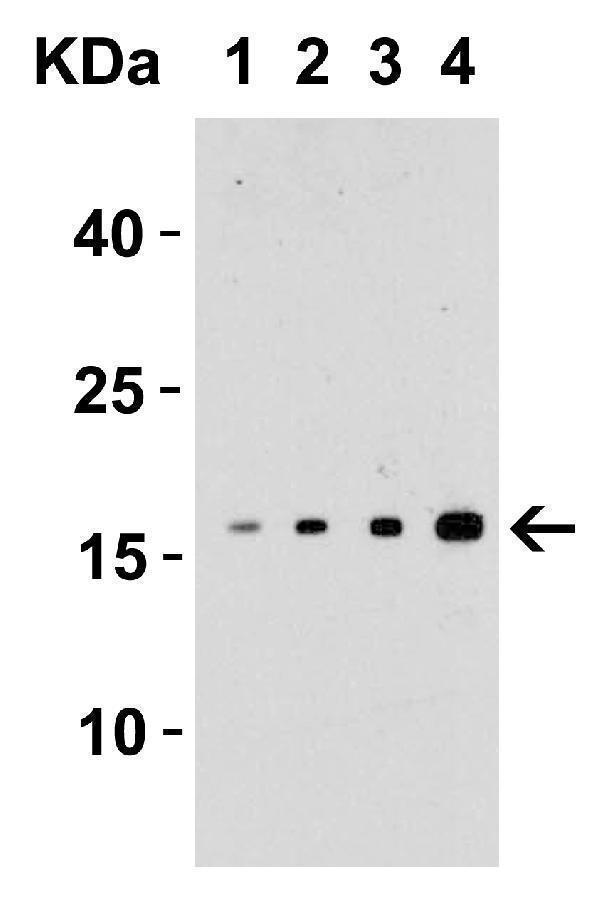 Western Blot Validation with Recombinant Protein
Loading: 30 ng of human TWEAK recombinant protein per lane