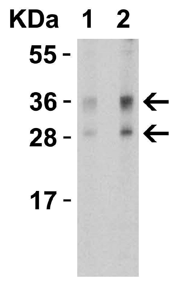 Western Blot Validation in Mouse Pancreas Tissue Lysates
Loading: 15 μg of lysates per lane