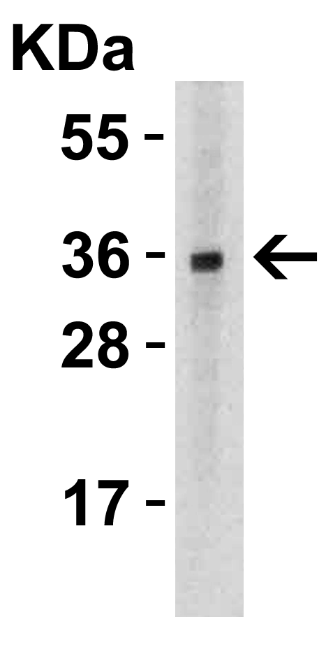 a02009 2 tnfsf12 primary antibodies wb testing 4