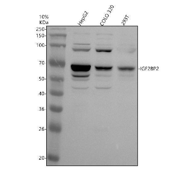 a02010 4 igf2bp2 primary antibodies wb testing 1_1