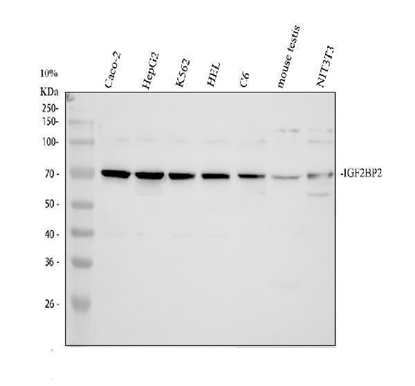 Anti-IGF2BP2 Antibody Picoband&reg;