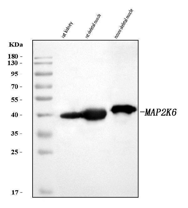  Western blot analysis of MKK6/MAP2K6 using anti-MKK6/MAP2K6 antibody (A02011-3)