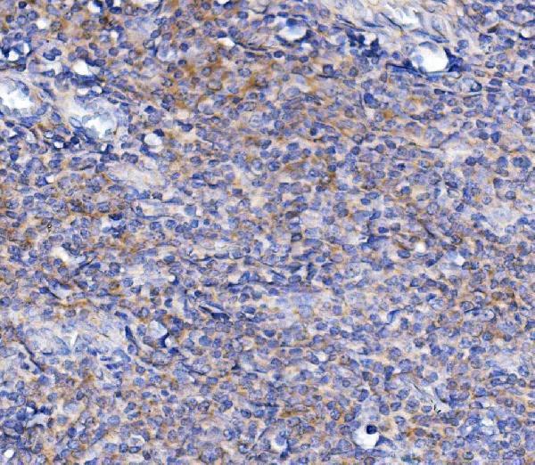 a02016 1 trim6 primary antibodies ihc testing 2