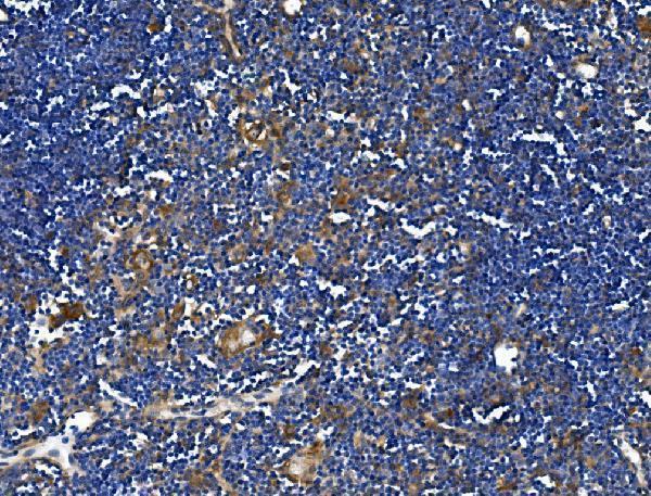 a02016 1 trim6 primary antibodies ihc testing 3