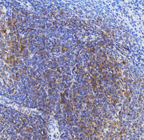a02016 1 trim6 primary antibodies ihc testing 4