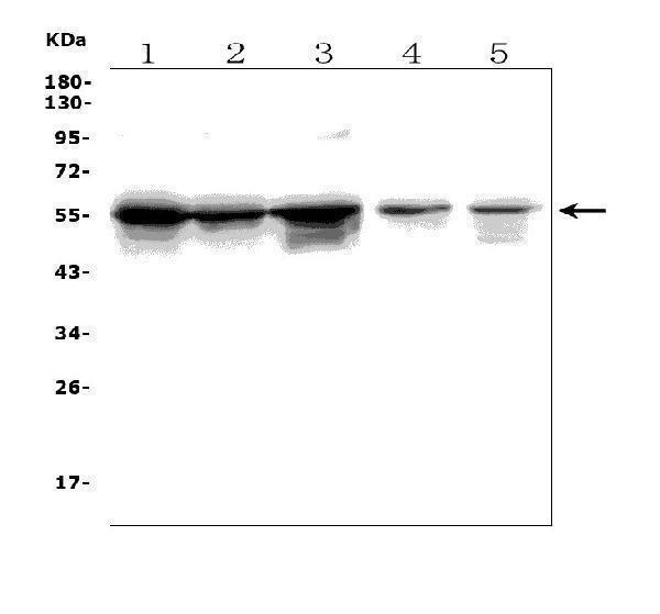 a02016 1 trim6 primary antibodies wb testing 1