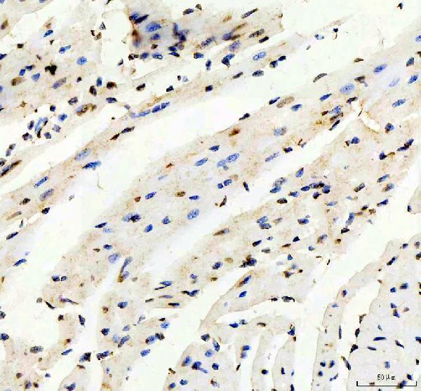 IHC analysis of TRIM63 using anti-TRIM63 antibody (PA1348)