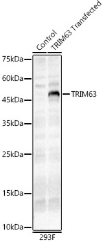 a02016 trim63 primary antiboties wb testing 1