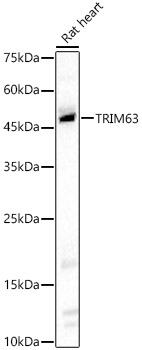 a02016 trim63 primary antiboties wb testing 2