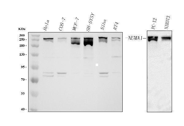  Western blot analysis of NUMA/NUMA1 using anti-NUMA/NUMA1 antibody (A02018-1)
