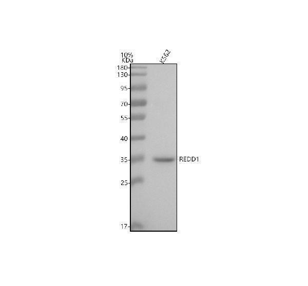a02019 2 redd1 ddit4 primary antibodies wb testing 1