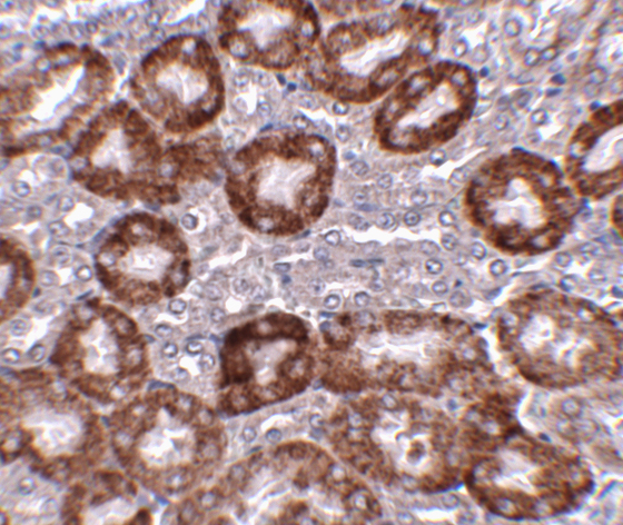 a02019 ddit4 primary antibodies ihc testing 2