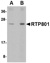 a02019 ddit4 primary antibodies wb testing 1